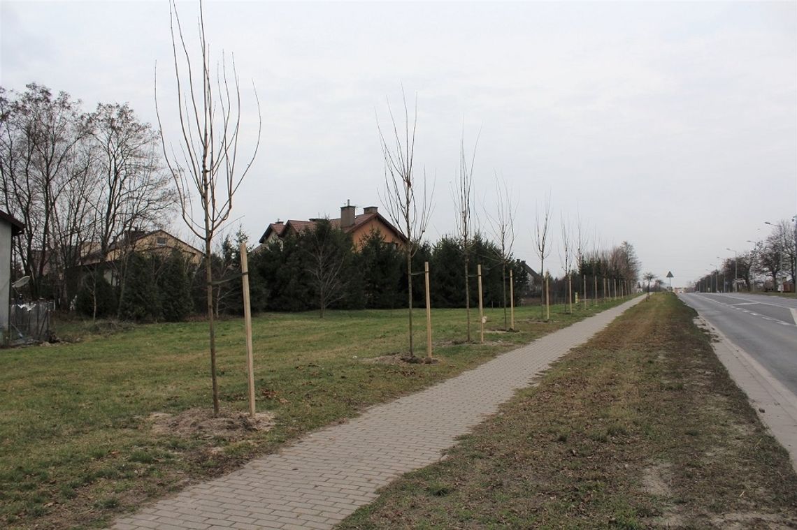 Chełm: Miasto się zazieleni - nasadzono ponad 1000 nowych drzew i krzewów