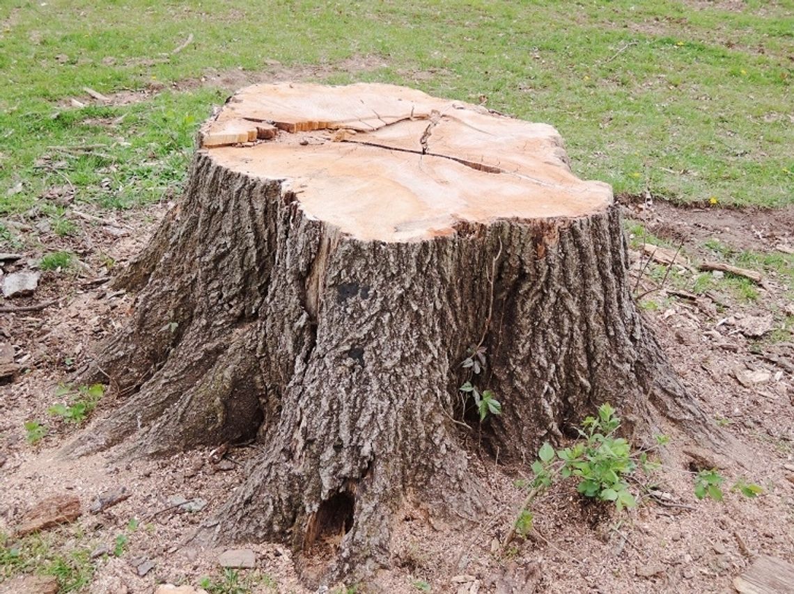 Chełm: Miastu grozi wysoka kara za wycinkę drzew