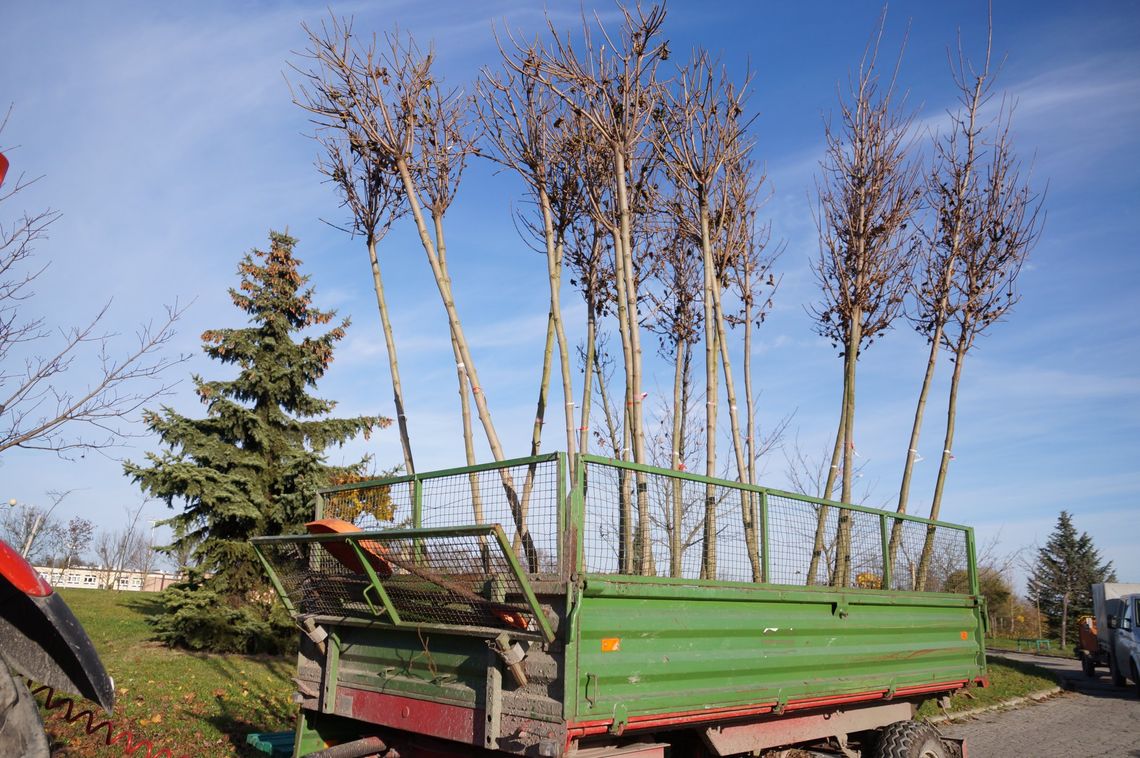Chełm: Nowe nasadzenia drzew i krzewów