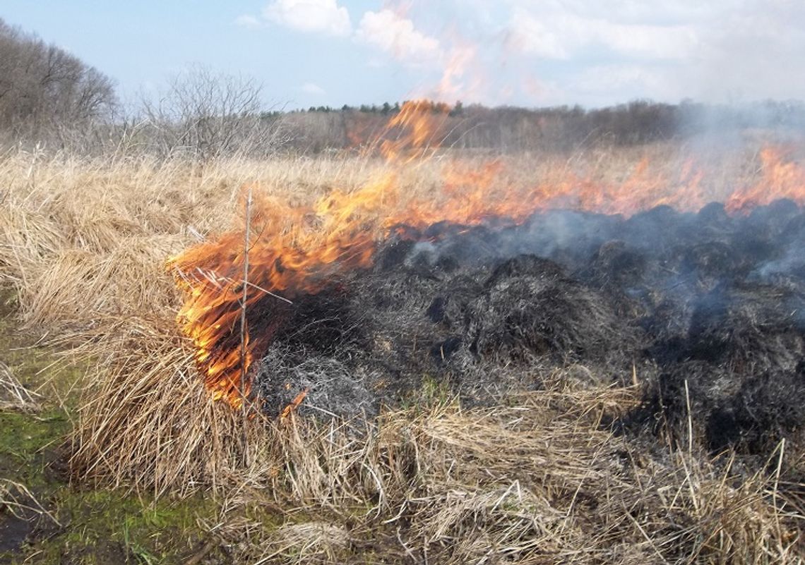 Chełm: Pożary traw zagrażają lasom i budynkom mieszkalnym