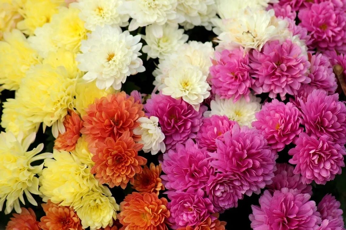 Chełm: Urząd Miasta rusza z pomocą sprzedawcom kwiatów i zniczy