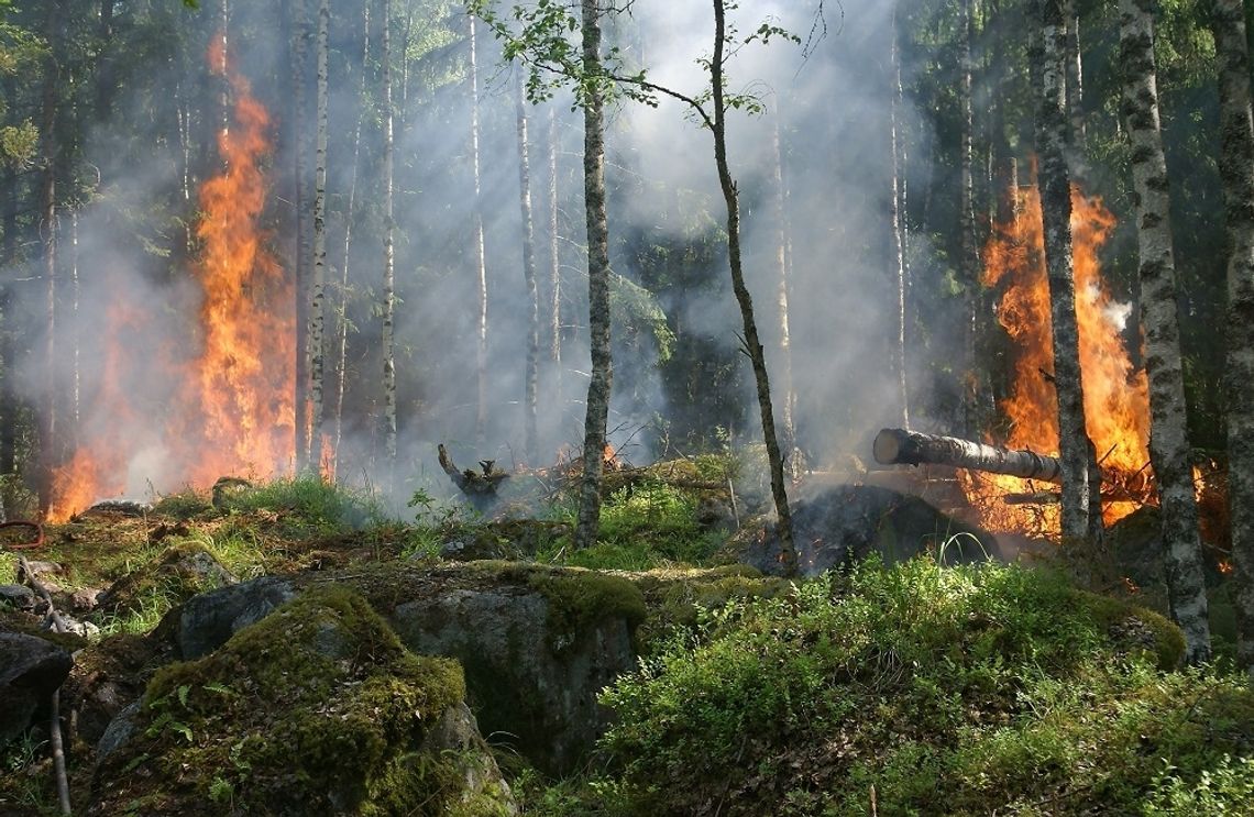 Chełm: W lasach obowiązuje trzeci - najwyższy stopień zagrożenia pożarowego