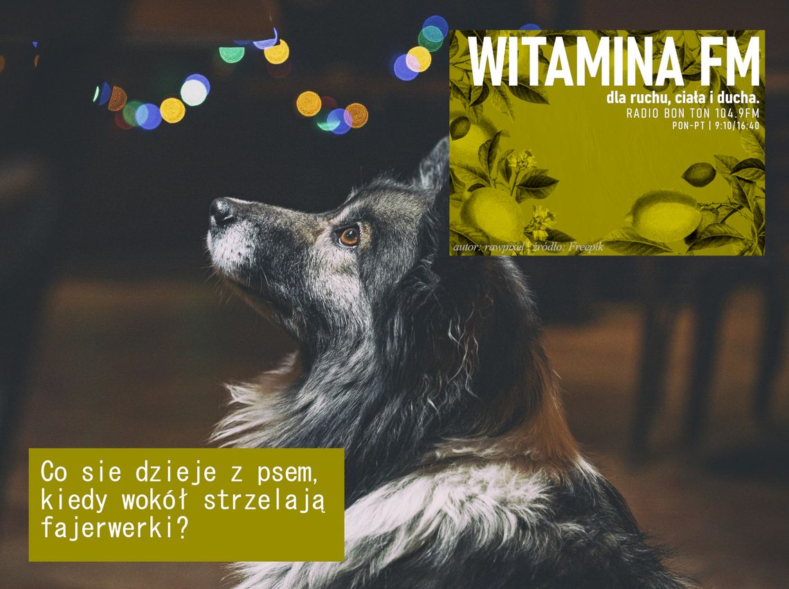 Co sie dzieje z psem, kiedy wokół strzelają fajerwerki? - Witamina FM