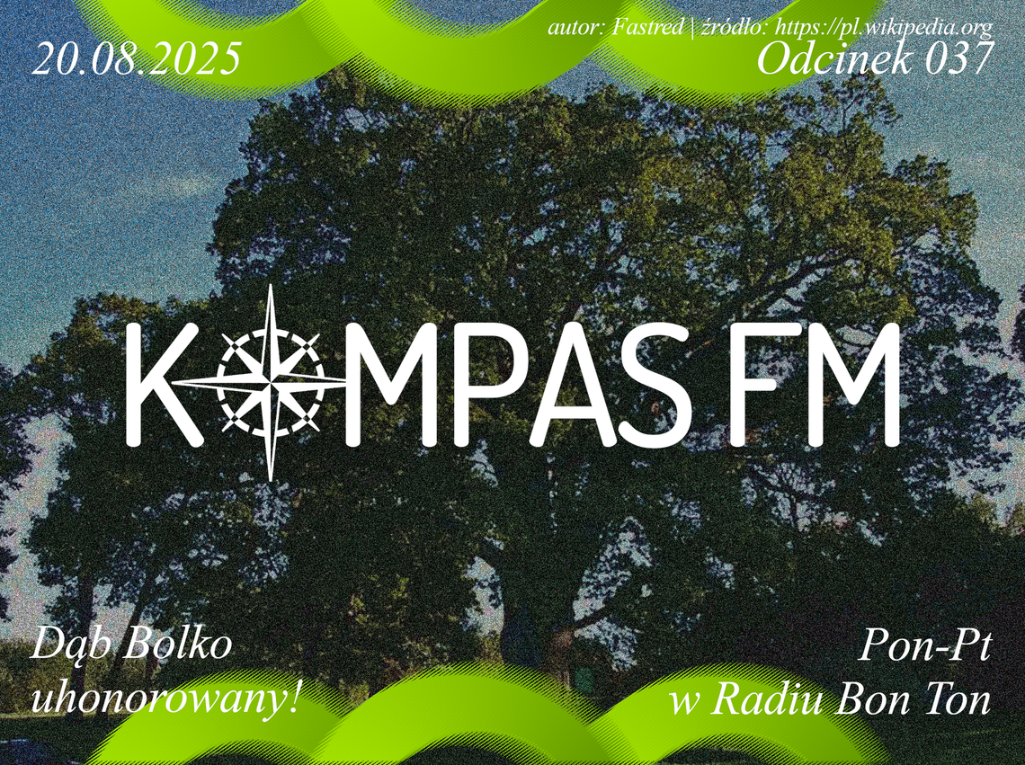 Dąb Bolko uhonorowany - Kompas FM