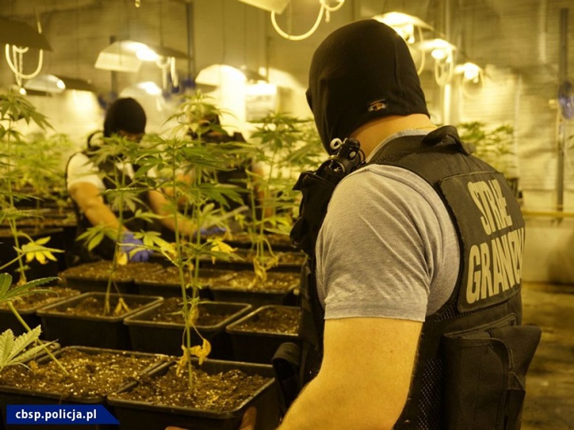 Dwupoziomowa plantacja marihuany zlikwidowana przez CBŚP z Chełma i Bieszczadzkiego OSG