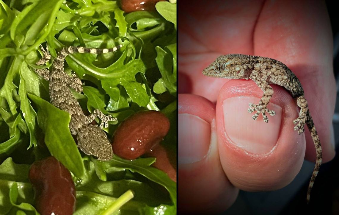 Gekon zamieszkał w rukoli. Omal nie trafił do sałatki pani Karoliny z gminy Siedliszcze Gekon zamieszkał w rukoli. Omal nie trafił do sałatki pani Karoliny z gminy Siedliszcze