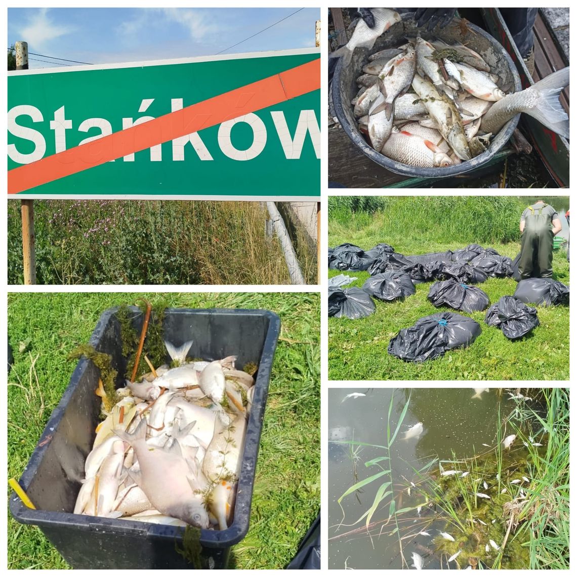 Gm. Chełm. Sprawa martwych ryb w Stańkowie umorzona. Prokuratura nie wyciągnęła konsekwencji