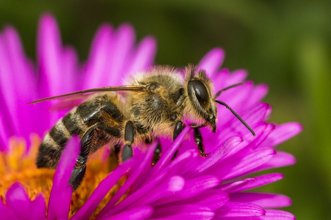 Gminy przyłączają się do zasadzenia miliona kwiatów dla pszczół!