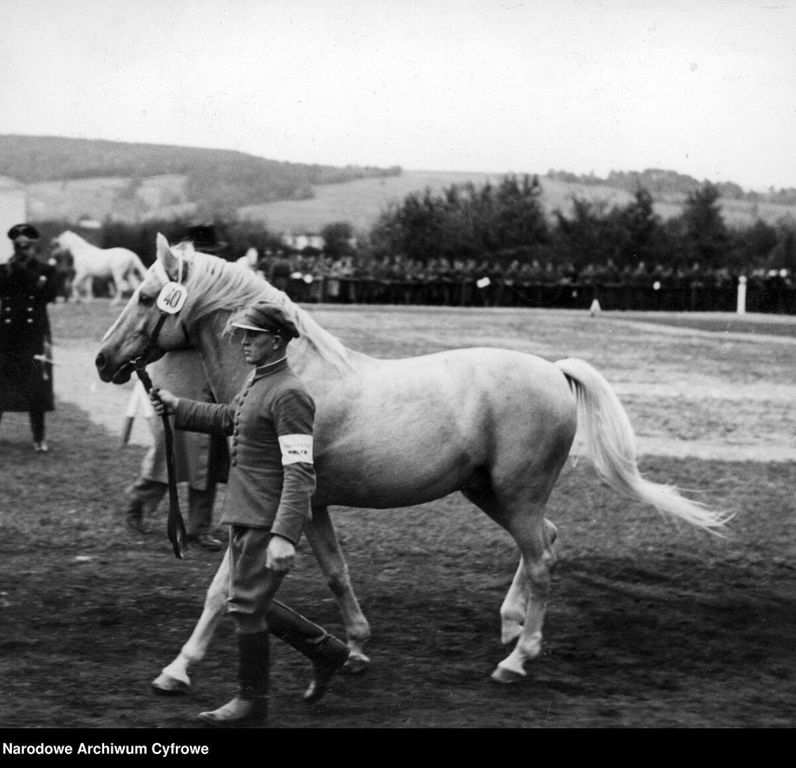 Stajenny prowadzi konia za uzdę. 1939 - 1945. Stadnina koni w Białce