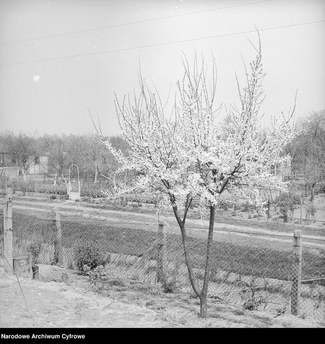 Kroniki miasta. Ogródki działkowe nad Uherką? Narodziny koncepcji w 1971 roku