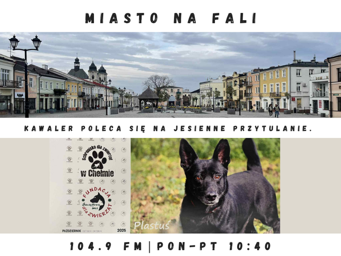 Miasto Na Fali - odc. 241.