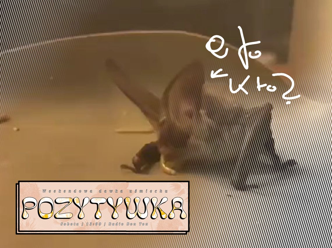 Niedziałowicki zwierzogród! - 07.02.2026 - Pozytywka