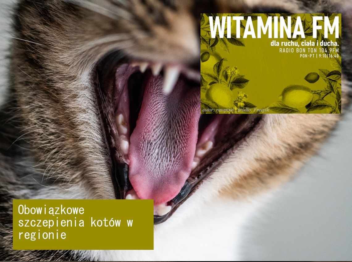 Obowiązkowe szczepienia kotów w regionie - Witamina FM Obowiązkowe szczepienia kotów w regionie - Witamina FM