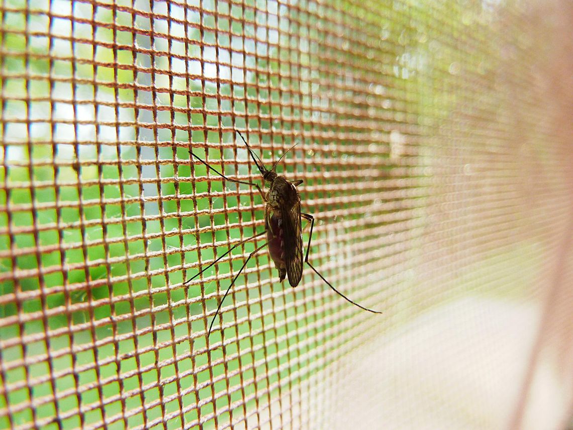 Opryski zwalczają nie tylko komary. 