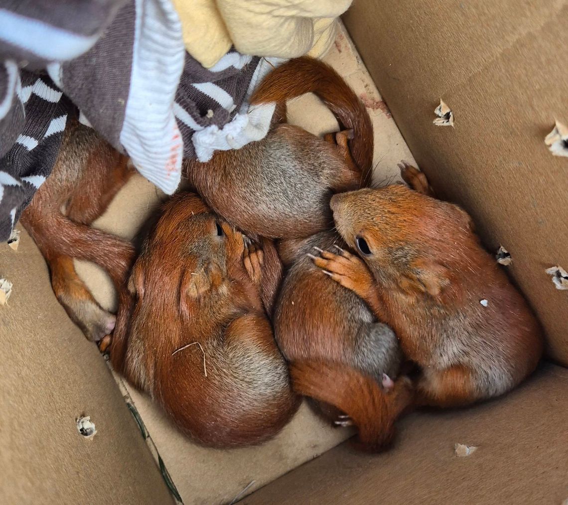 Piękna akcja naszego dziennikarza i jego sąsiada! Pięć osieroconych wiewiórek uratowanych! [FILM, ZDJĘCIA]