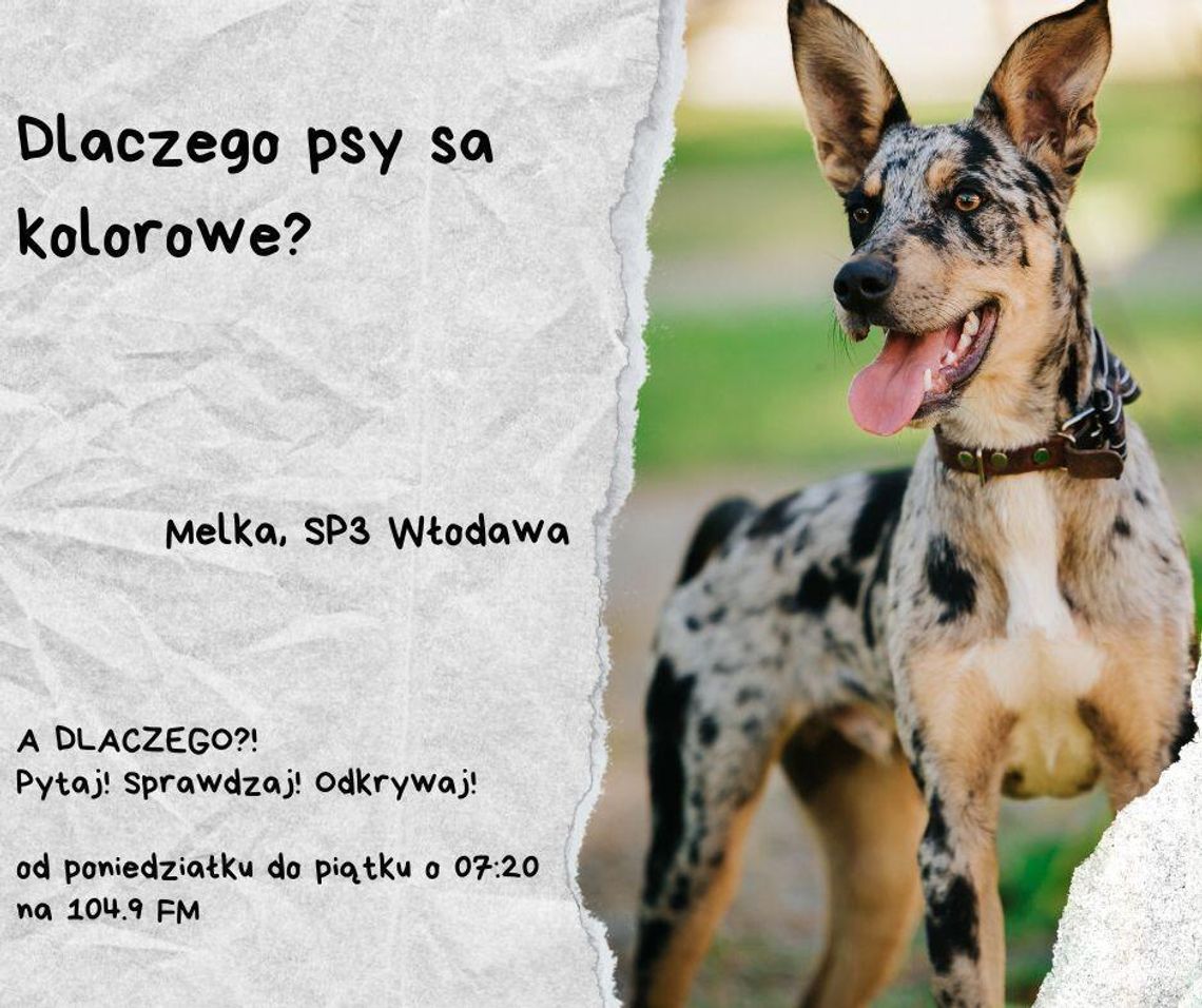 A DLACZEGO?!  Pytaj! Sprawdzaj! Odkrywaj! odc. 33.