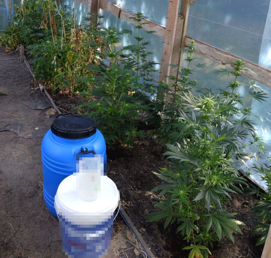 Policjanci przeszukali posesję. 37-latkowi z powiatu włodawskiego grozi do 20 lat więzienia