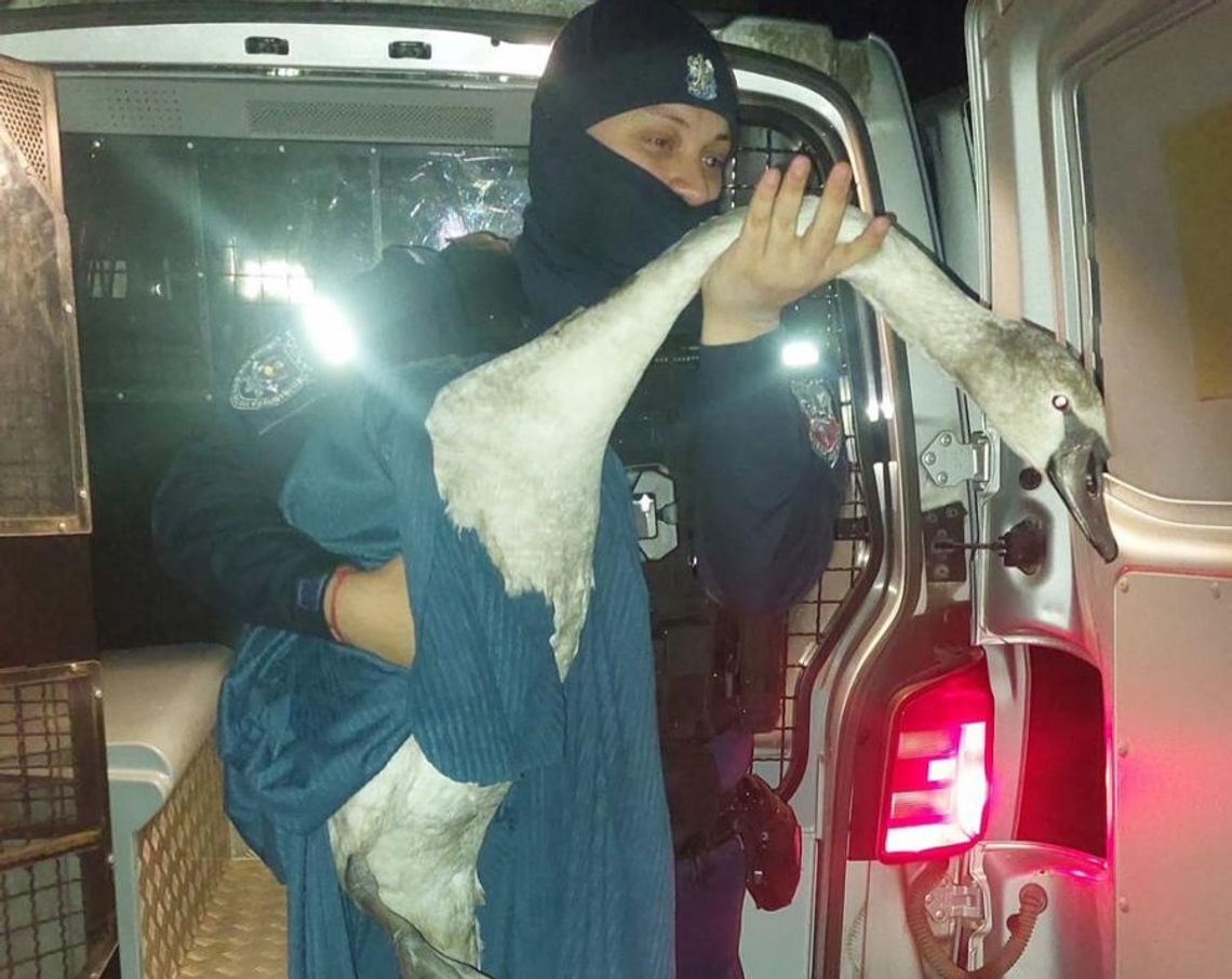 Policjanci ratowali łabędzia. Ptak zablokował drogę w Krasnymstawie Policjanci ratowali łabędzia. Ptak zablokował drogę w Krasnymstawie