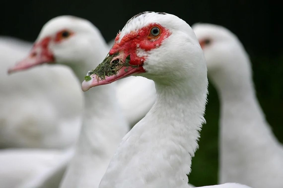Region: Kolejne ognisko ptasiej grupy - padło kilka tysięcy kaczek