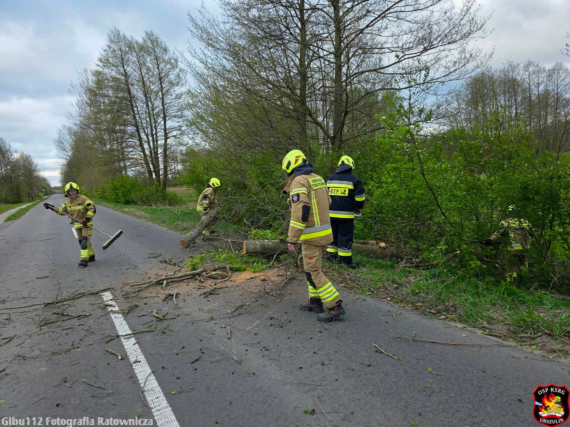 Region. Wichury znów powalają drzewa. Jedno spadło na auto. Ranny kierowca zabrany do szpitala [ZDJĘCIA]