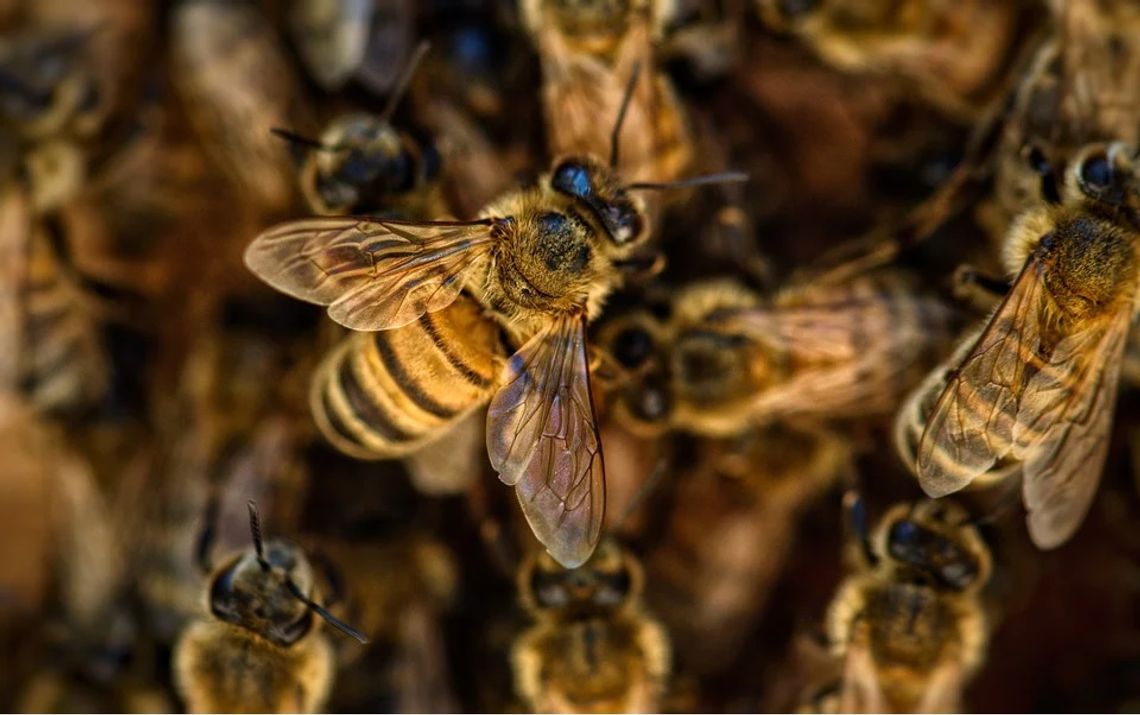 Rząd wspiera pszczelarzy finansowo
