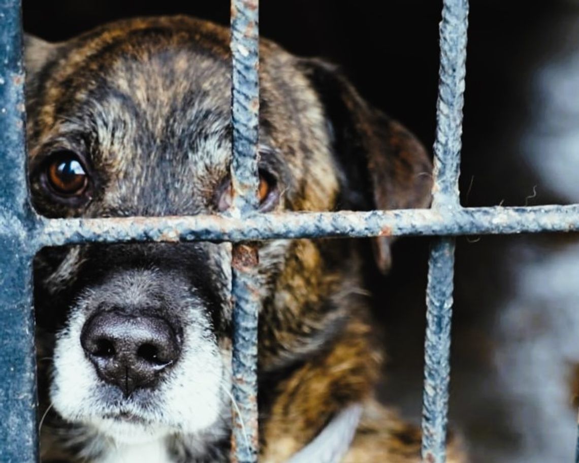 Schronisko bez zarządcy? Miasto sięga po rozwiązanie tymczasowe Schronisko bez zarządcy? Miasto sięga po rozwiązanie tymczasowe