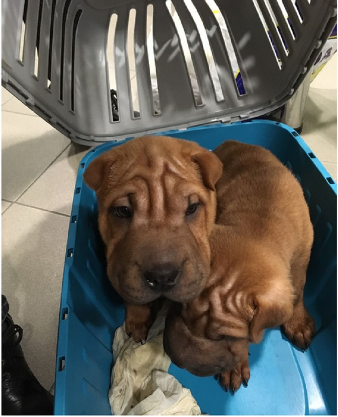 Szczeniaki rasy Shar Pei ukryte w wagonie