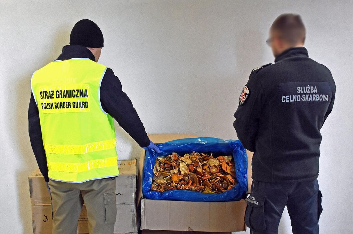 Toksyczna przesyłka w ciężarówce. 34 kg suszonych muchomorów przechwycili w Dorohusku celnicy Toksyczna przesyłka w ciężarówce. 34 kg suszonych muchomorów przechwycili w Dorohusku celnicy