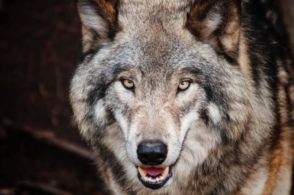 UWAGA! Wataha wilków zagryzła psa w lasach koło Teremca