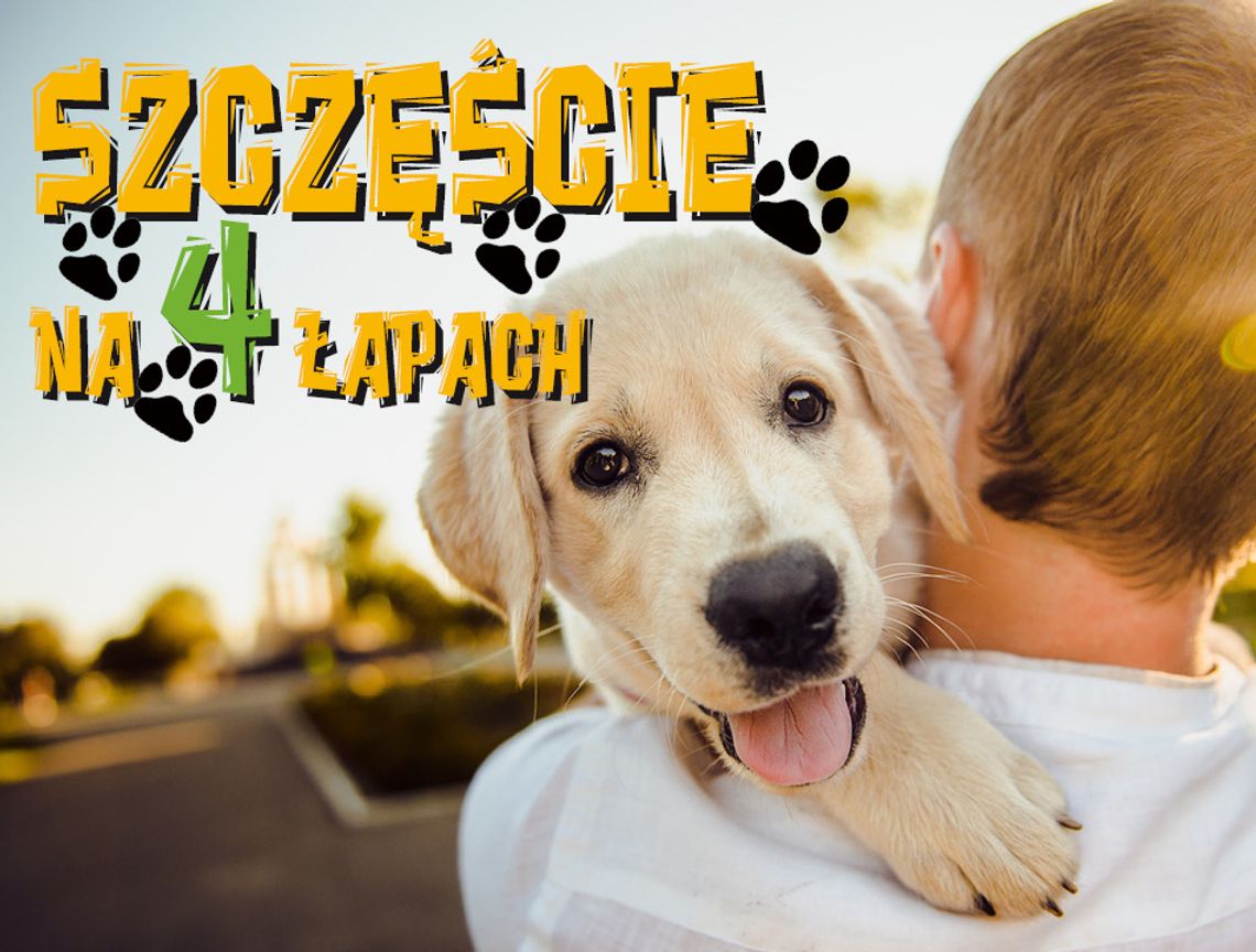 W czym psy są lepsze od kotów? - Szczęście na czterech łapach W czym psy są lepsze od kotów? - Szczęście na czterech łapach
