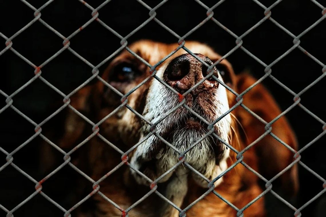 W schronisku w Radysach były też zwierzęta z naszego regionu
