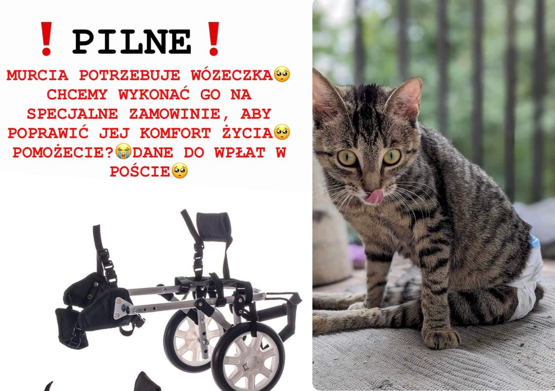 Wiadomości lokalne 31.07.2023 g. 13.30 Wiadomości lokalne 31.07.2023 g. 13.30