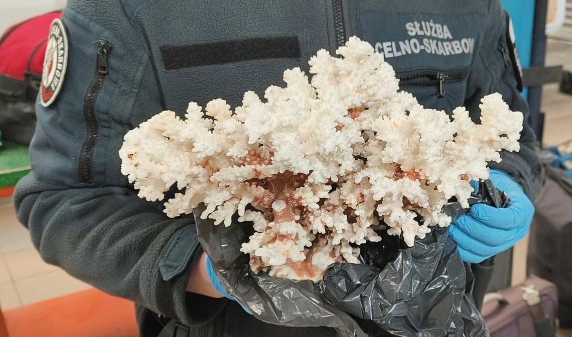 Wiadomości lokalne. Chronione gatunki w walizkach turystów. Celnicy mają pełne ręce pracy Wiadomości lokalne. Chronione gatunki w walizkach turystów. Celnicy mają pełne ręce pracy