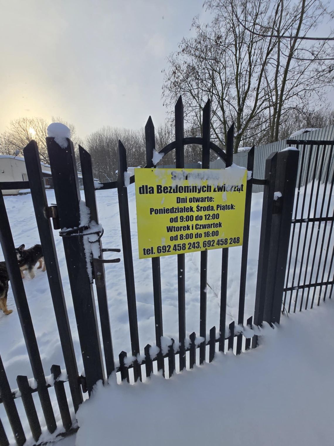 Wiadomości lokalne. Jak funkcjonuje schronisko w Chełmie? Odpowiedź magistratu Wiadomości lokalne. Jak funkcjonuje schronisko w Chełmie? Odpowiedź magistratu