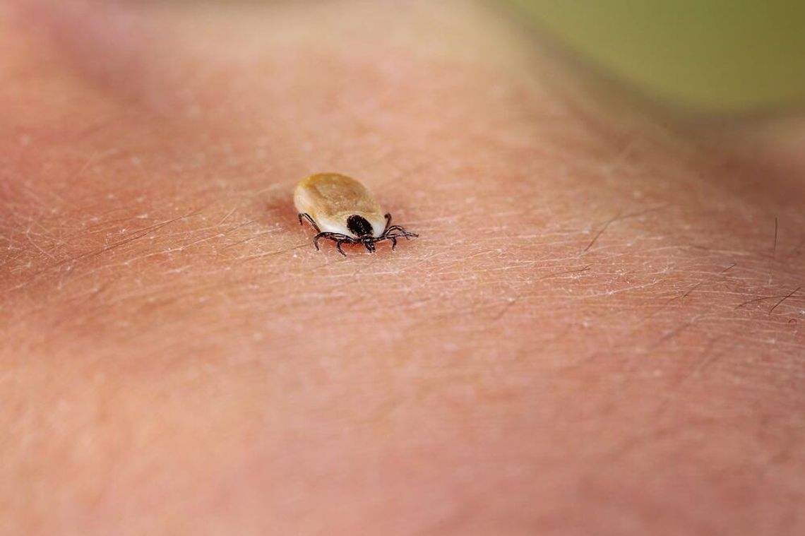Sezon aktywności kleszczy już się rozpoczął