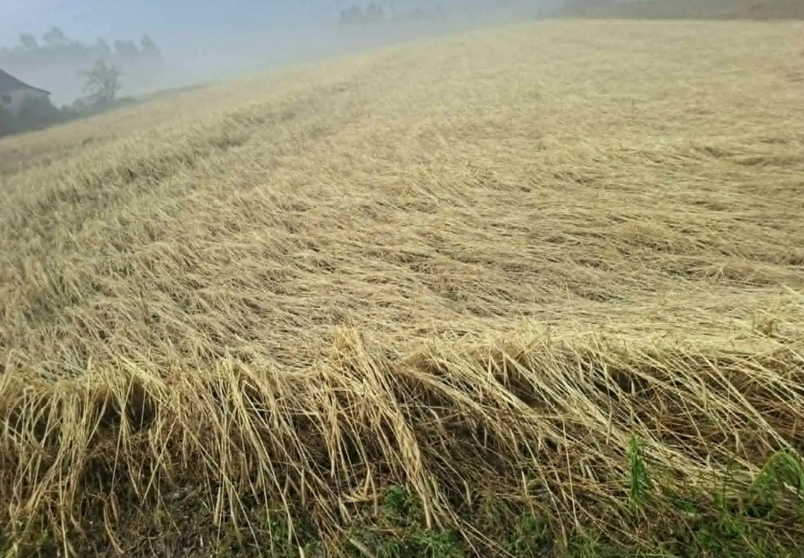 Wiadomości lokalne. Kolejny cios dla rolników. Gwałtowna pogoda niszczy gospodarstwa Rolnicy z gminy Dorohusk mogą zgłaszać straty po niedzielnej nawałnicy.