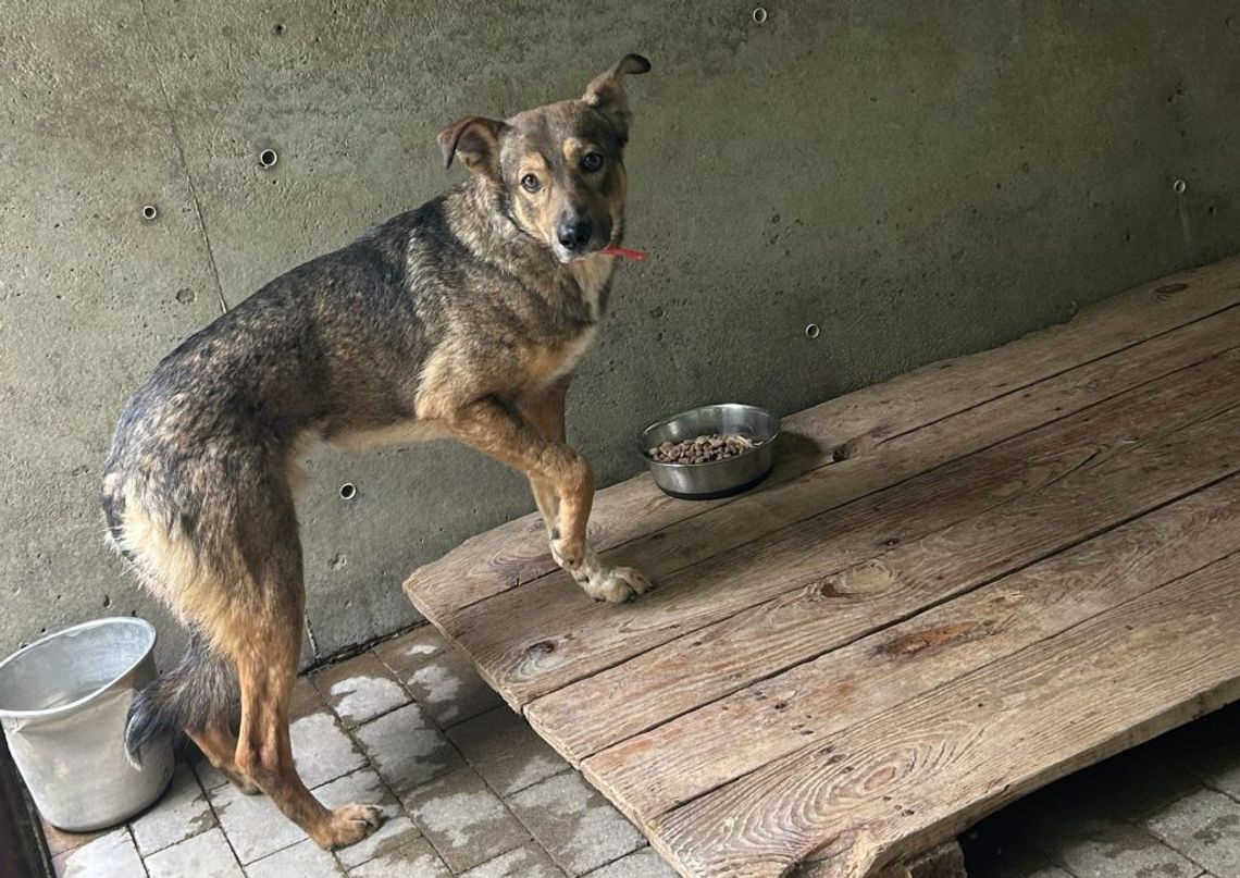 W chełmskim schronisku na adopcję czeka ok. 3-letni Lutek.