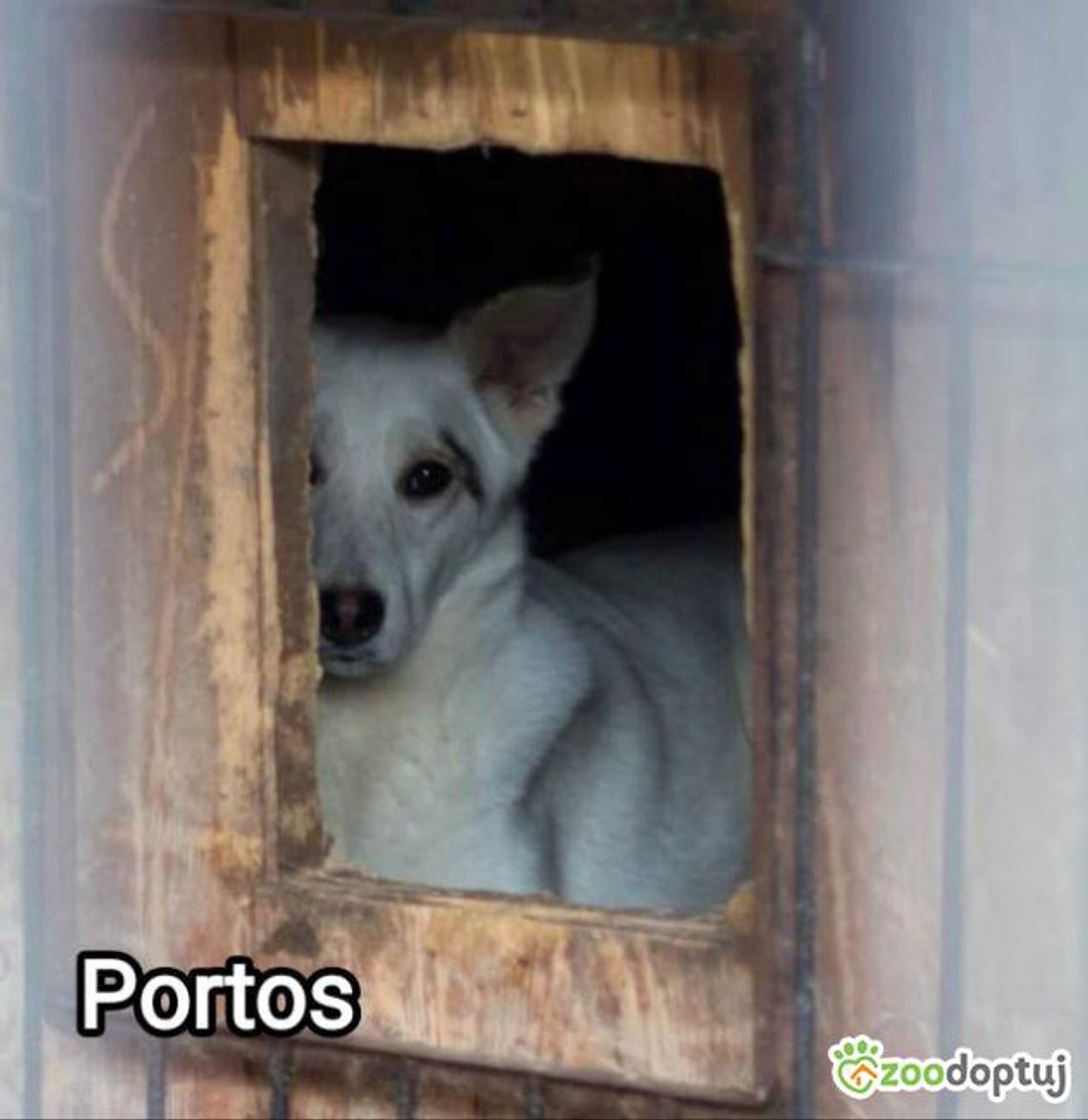 Portos do adopcji z chełmskiego Schroniska dla bezdomnych zwierząt