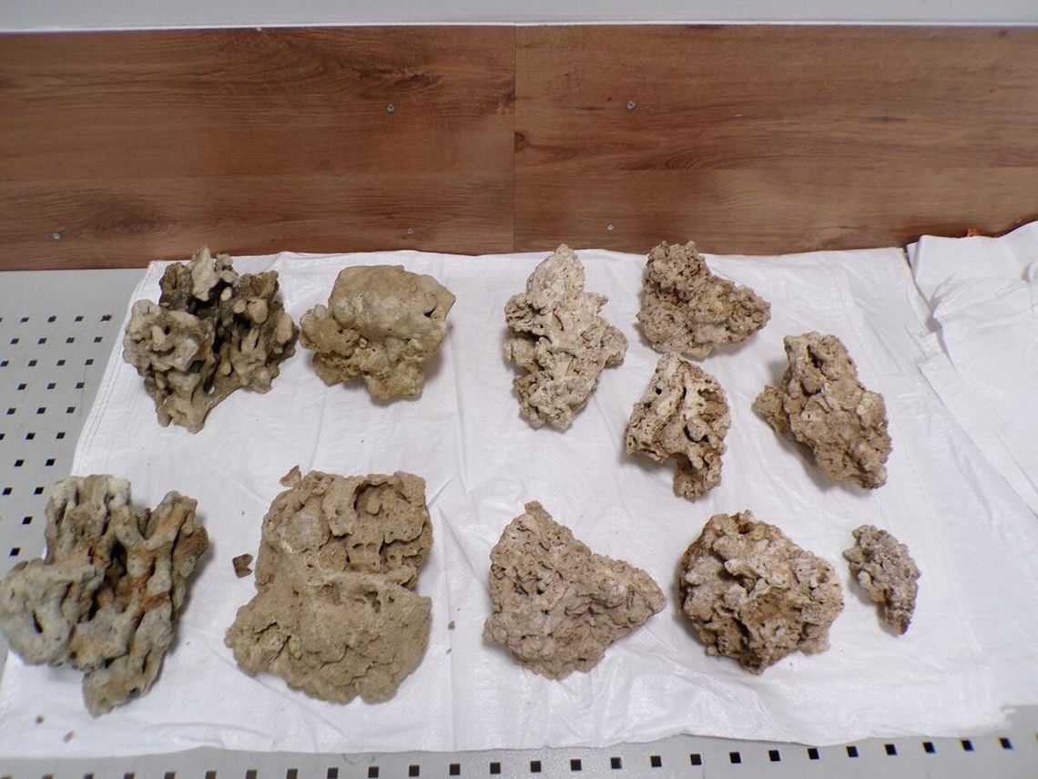 Wiadomości lokalne. Koralowce w Zosinie, tłuszcz z niedźwiedzia i kapsułki z konikiem morskim w Dorohusku - okazy CITES zatrzymane na granicy