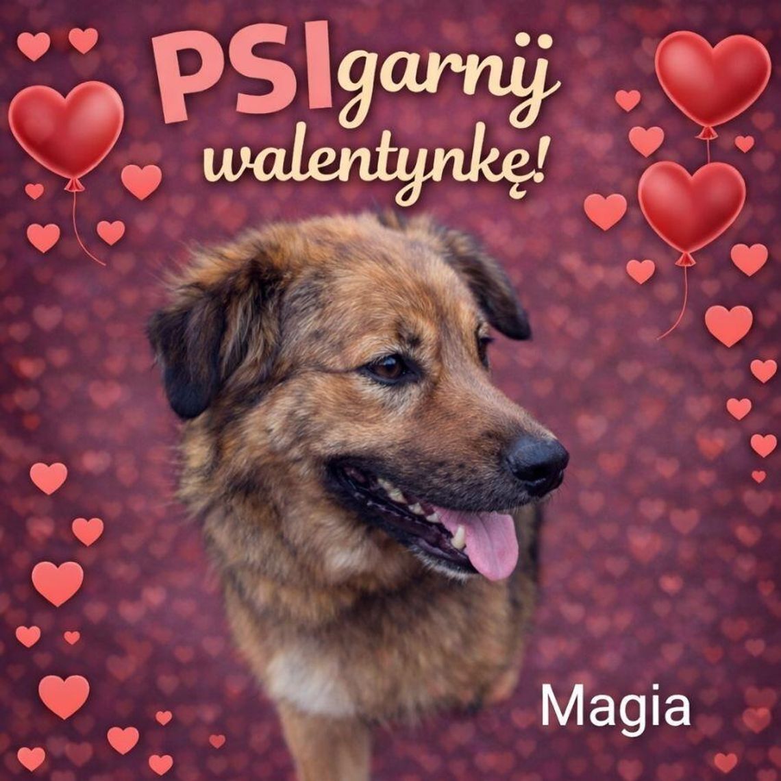 Wiadomości lokalne. Nie kupuj, adoptuj – psy ze schroniska czekają na dom - akcja "PSIgarnij Walentynkę"