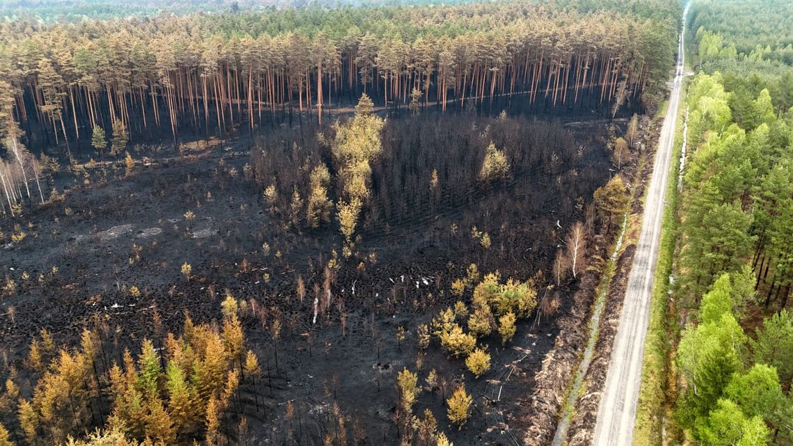 Wiadomości lokalne. Ogień w puszczy opanowany. Służby wciąż monitorują pożarzysko Wiadomości lokalne. Ogień w puszczy opanowany. Służby wciąż monitorują pożarzysko