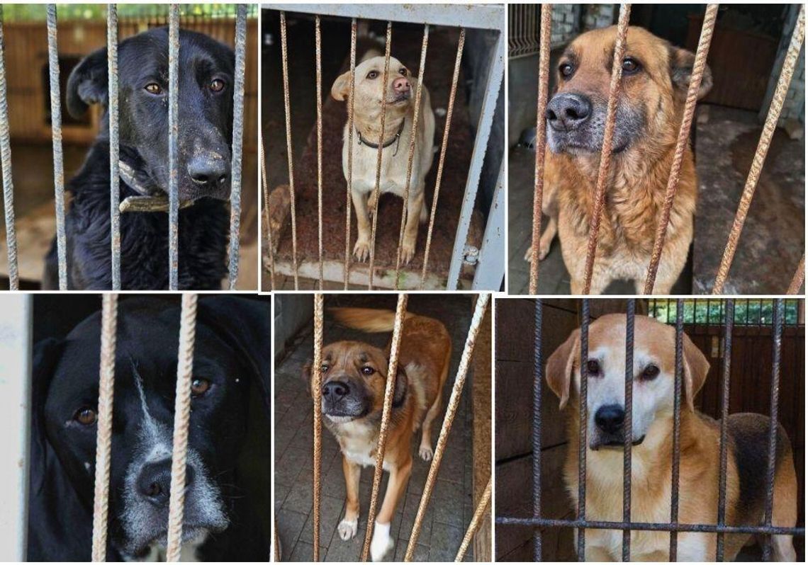 Wiadomości lokalne. Przetarg na ochronę zwierząt, w tym prowadzenie schroniska na terenie Chełma unieważniony