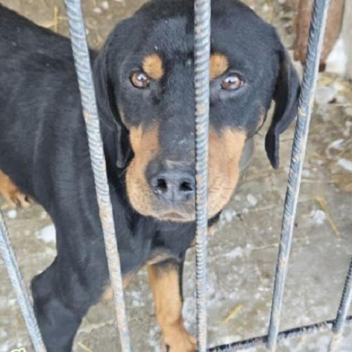 W chełmskim schronisku na adopcję czeka ok. 3-letni Pluto