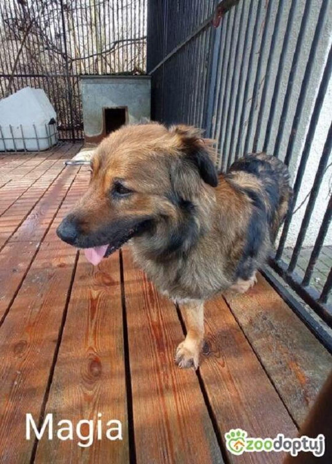 Suczka Magia szuka nowego domu. W chełmskim schronisku przebywa od 2024 roku.