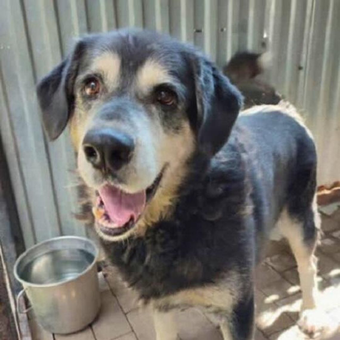 Borys vel Uszaty jest do adopcji