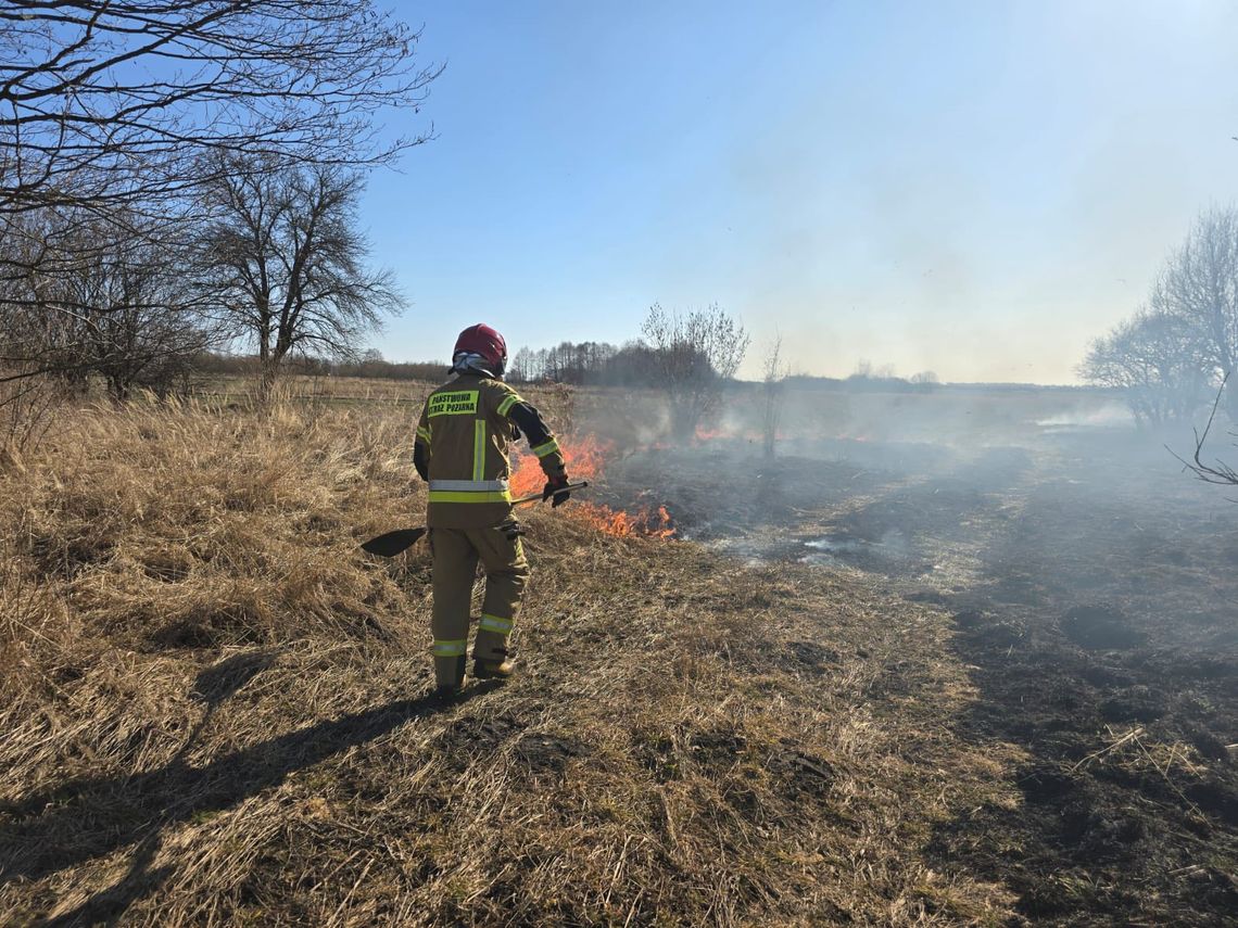Seria pożarów traw w gminie Siedliszcze