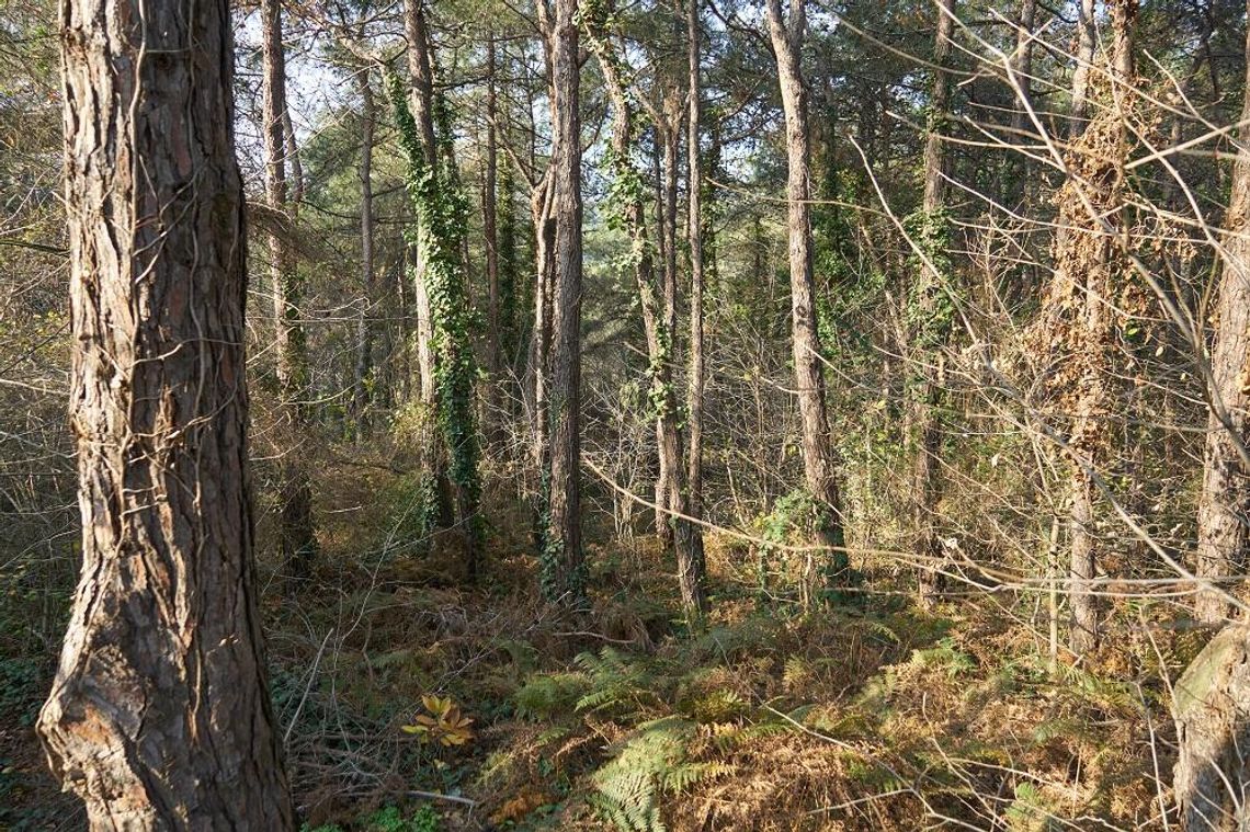 Wiadomości lokalne. Sobiborski Park Narodowy i lokalna społeczność – pytania o zyski, straty i rekompensaty Wiadomości lokalne. Sobiborski Park Narodowy i lokalna społeczność – pytania o zyski, straty i rekompensaty
