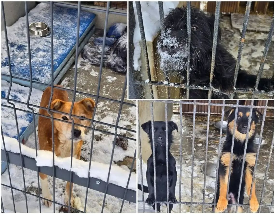 Wiadomości lokalne. Sytuacja w chełmskim schronisku dla zwierząt pod kontrolą. Ważne są adopcje