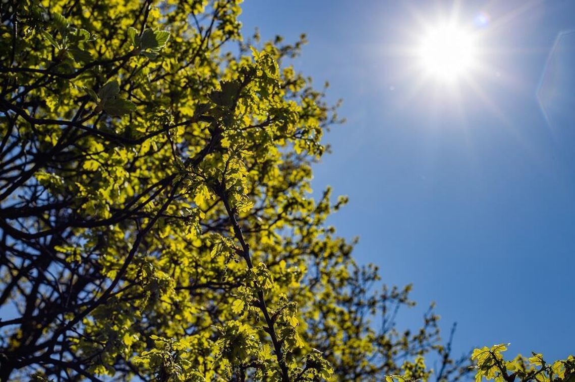 Wiadomości lokalne. Upał i susza na Lubelszczyźnie. Trudne dni przed mieszkańcami Wiadomości lokalne. Upał i susza na Lubelszczyźnie. Trudne dni przed mieszkańcami