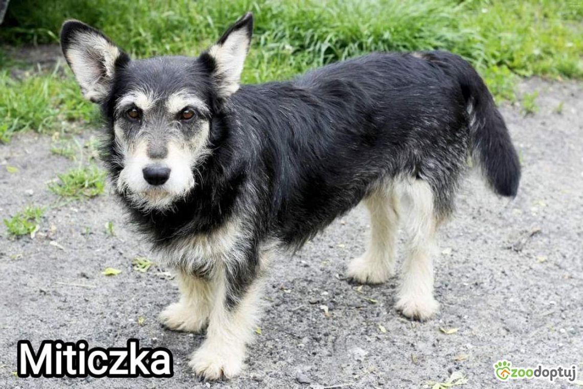 Miticzka czeka w schronisku na swój nowy dom. Jest do adopcji
